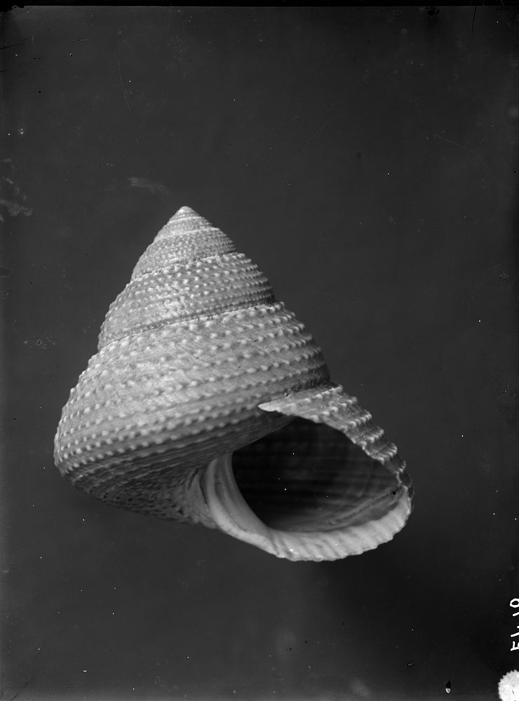 Venustas foveauxana Dell (Gastropoda) (1912 - 1926) by James McDonald.