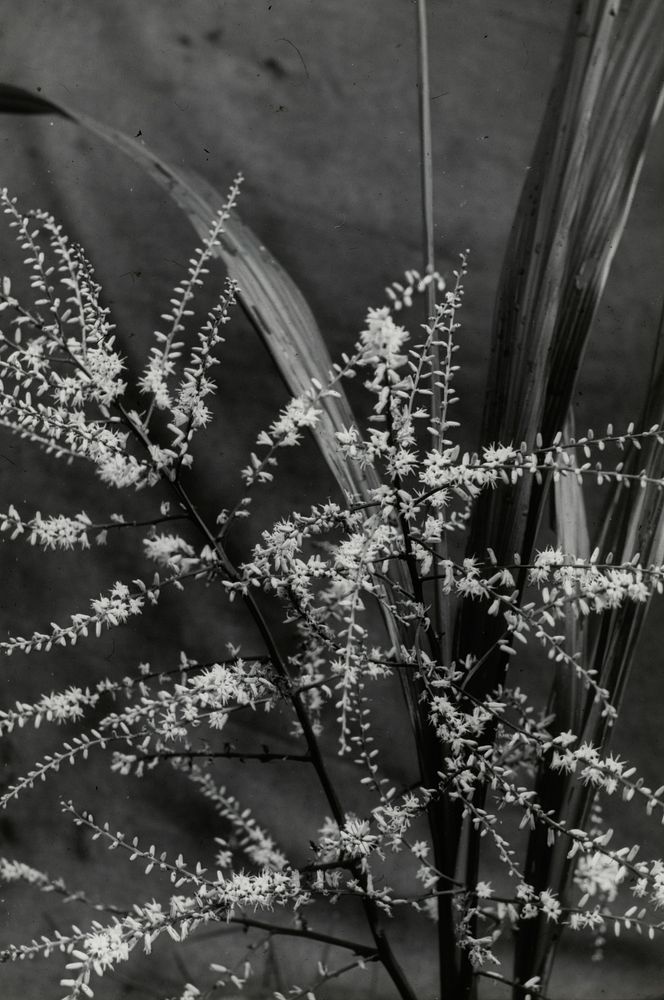 Floresence of the long-leaved cabbage tree (Cordyline banksii) .... (29 November 1925) by Leslie Adkin.