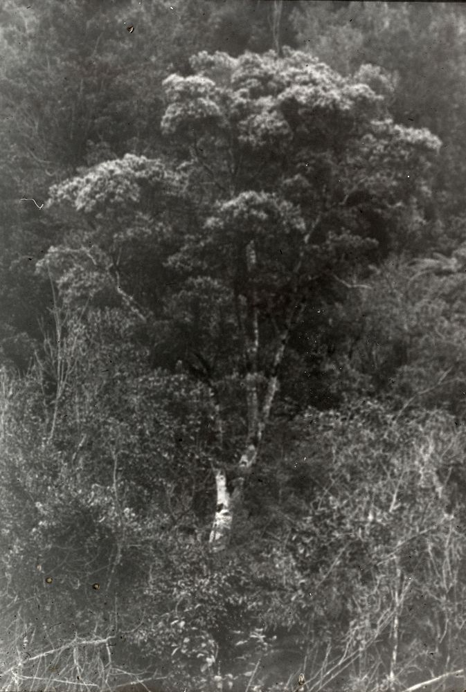 The kamahi (Weinmannia racemosa) in bloom, valley of Makahika tributary of Ohau River, Tararua foothills (11 December 1927)…