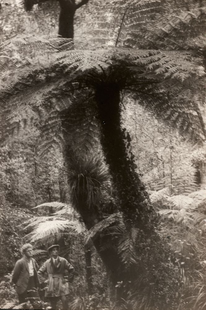 Fine specimen of the mamaku tree fern (Cyathea medullaris) ... (14 August 1927) by Leslie Adkin.