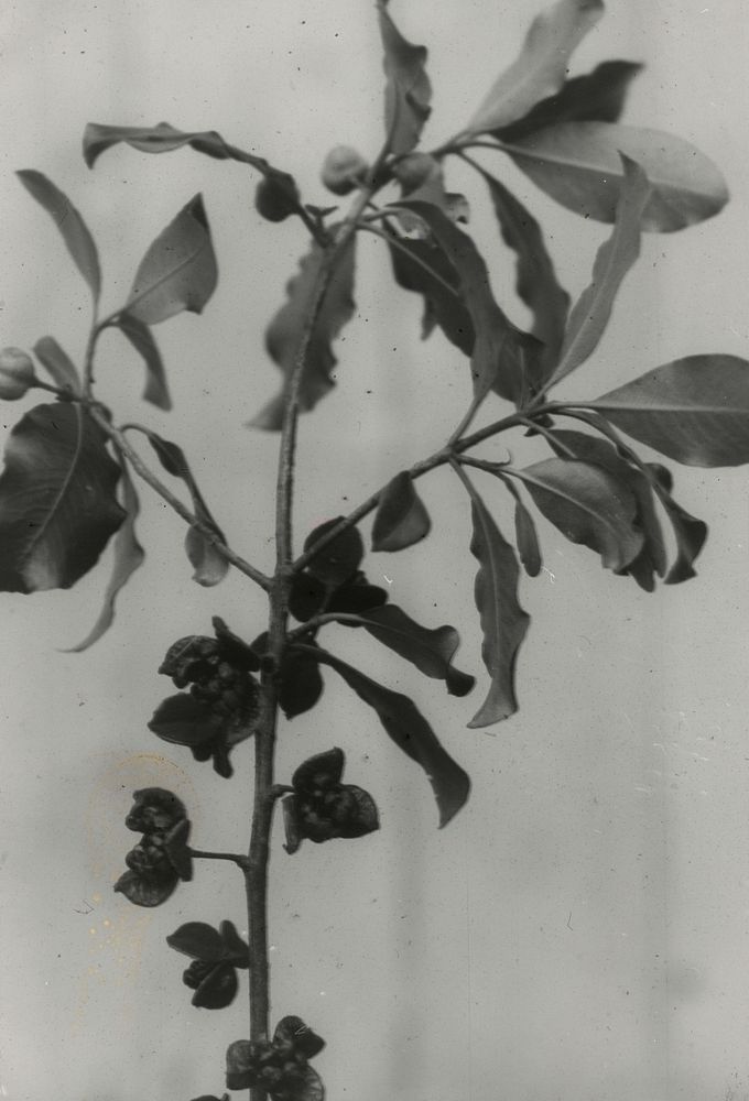 Spray of the tree Pittosporum tenuifolium ... (06 December 1925) by Leslie Adkin.