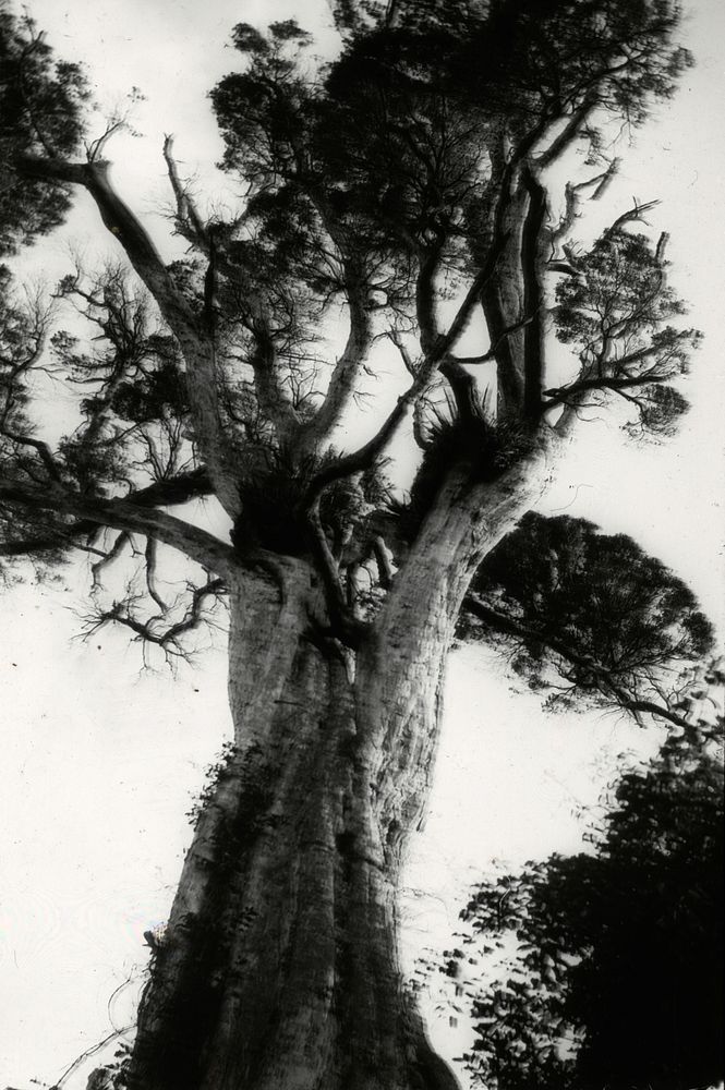 Trunk and head of giant rata (Metrosideros robusta) in Waiopehu Scenic Reserve, 2 1/2 miles east of Levin (22 January 1922)…