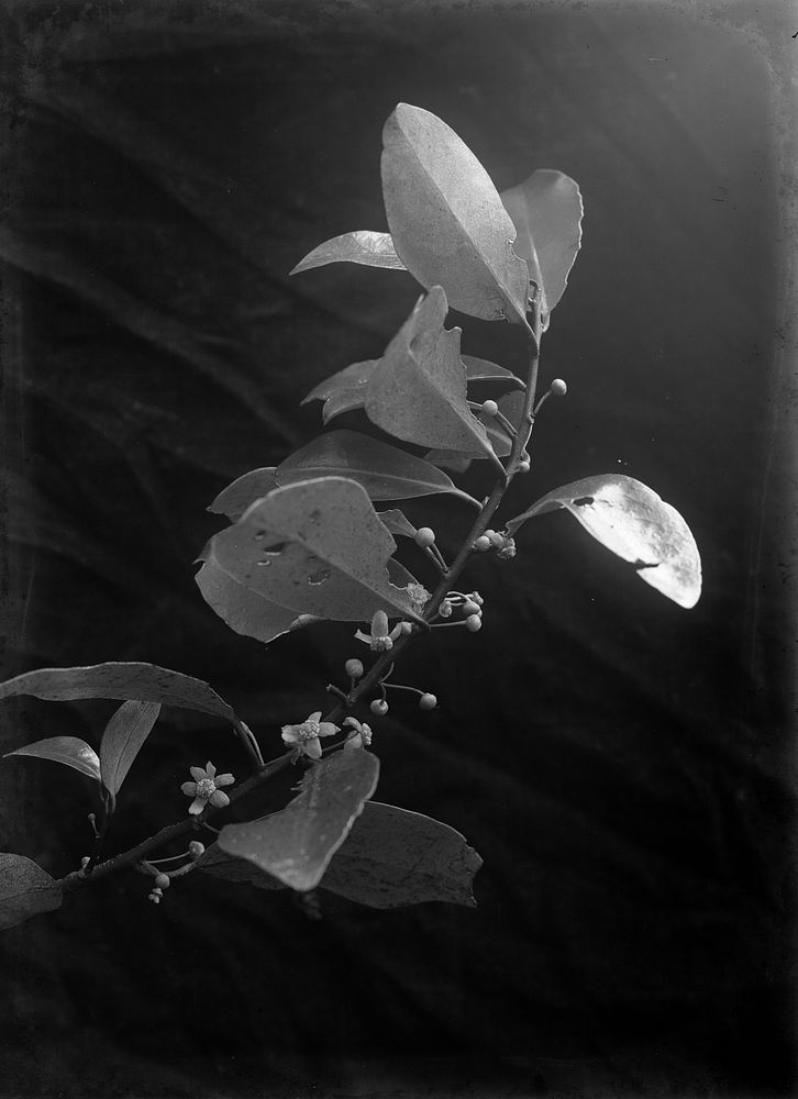 Pseudowintera colorata (Horopito) (circa 1910) by Fred Brockett.