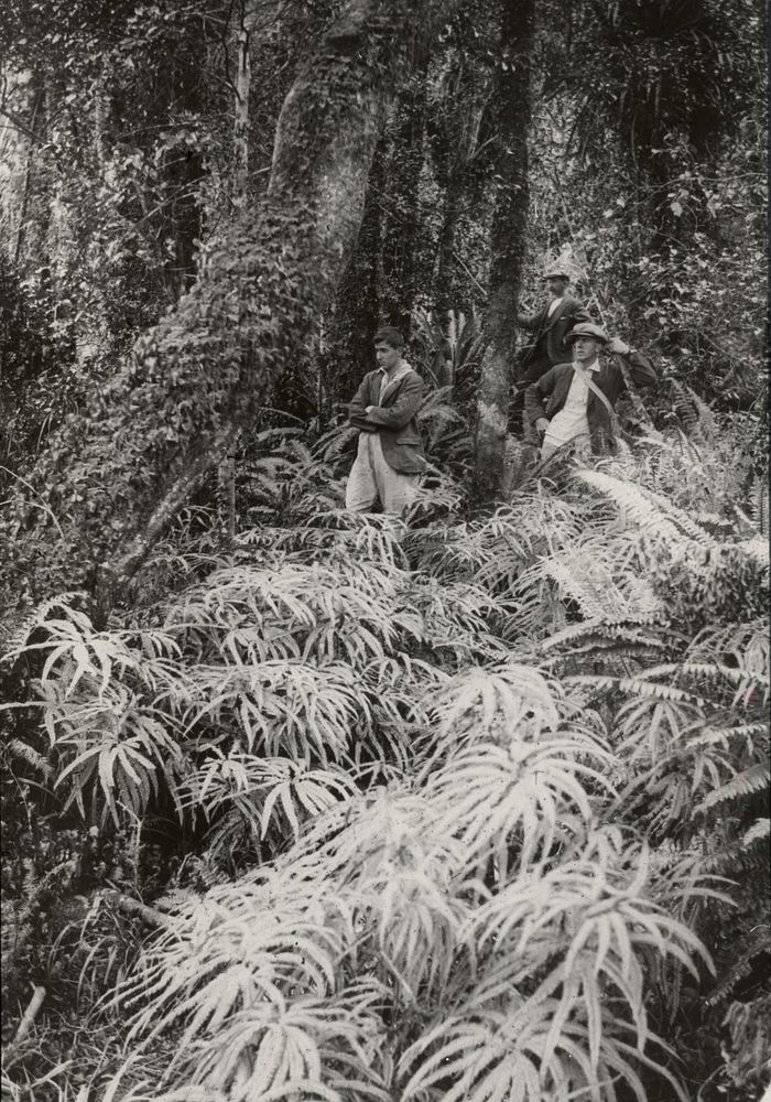 Scenery of the Waiopehu Track : rich growth of umbrella fern (Gleichennia cunninghamii) on the Waiopehu Track (01 May 1927)…
