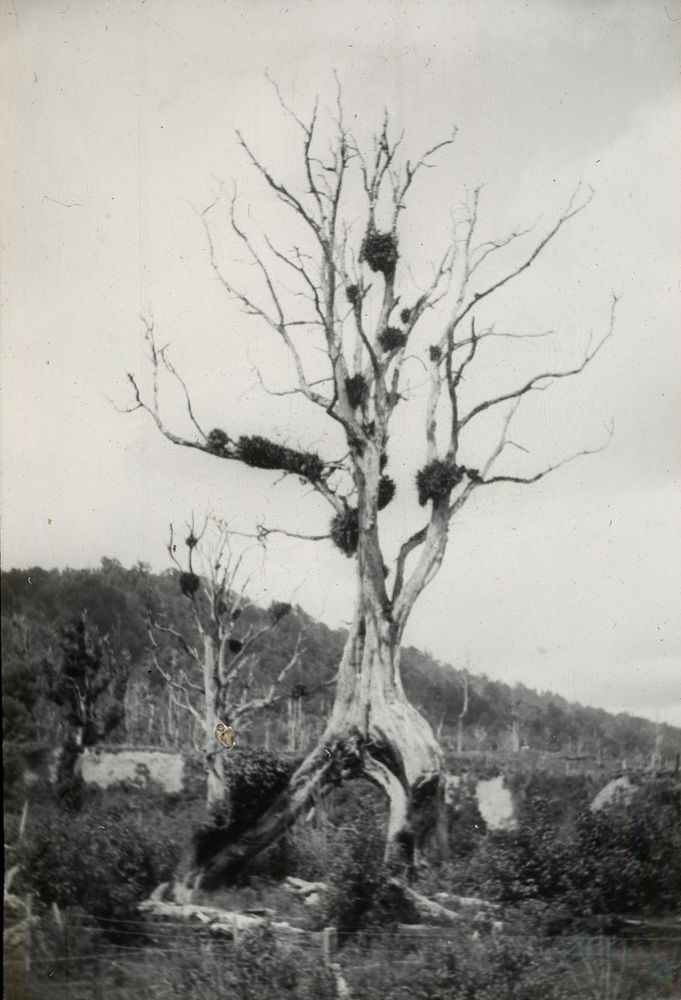 Old dead rata, with bifurcated trunk, on flat beside Ohau River, near Levin (1908) by Leslie Adkin.