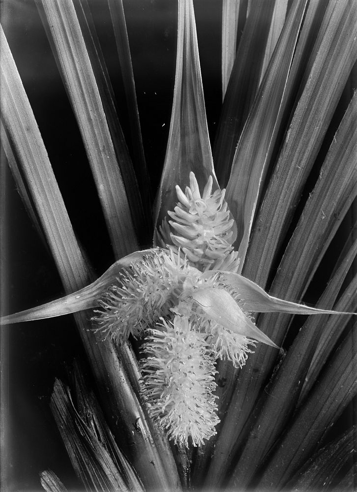 Astelia (Perching Lillies) (circa 1910) by Fred Brockett.