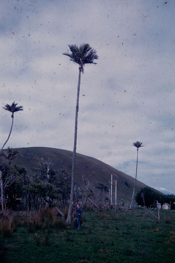 Another extremely tall nikau at grove north of Paraparaumu .... (01 October 1960) by Leslie Adkin.