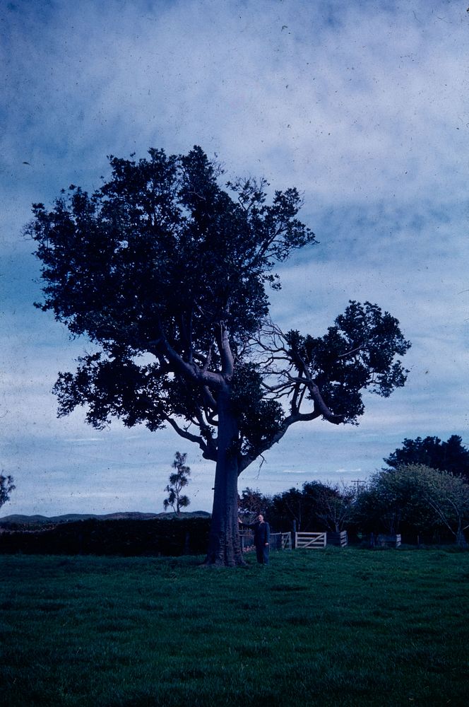 Te Karaka - largest seen Karaka tree - on site of former Ketemaringi pa ... (01 October 1960) by Leslie Adkin.