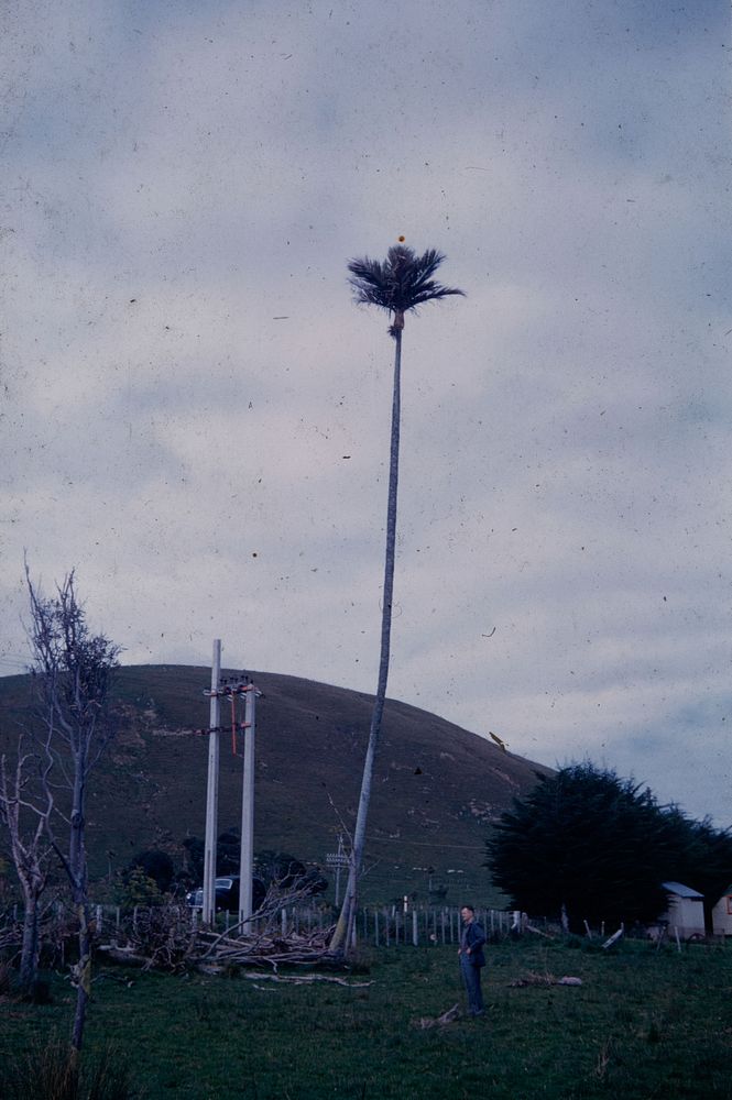 Remarkably tall & slender nikau on outskirts of grove north of Paraparaumu ... (01 October 1960) by Leslie Adkin.