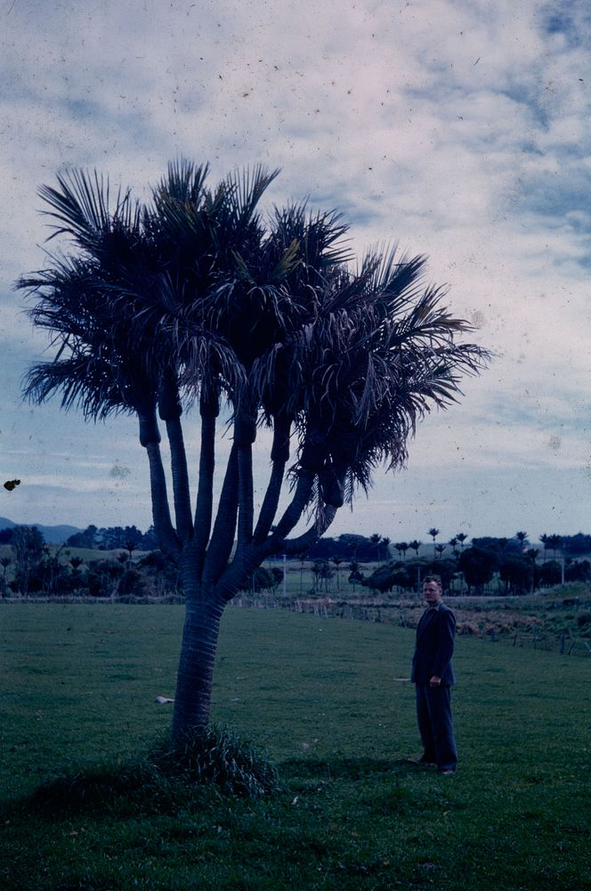 The 8-headed nikau (Rhopalostylis sapida) a mile north of Paraparaumu - from the eastern side (01 October 1960) by Leslie…