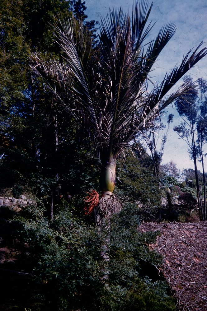 Nikau palm (Rhopalostylis sapida) with bunch of scarlet berries, Wellington (24 August 1960) by Leslie Adkin.