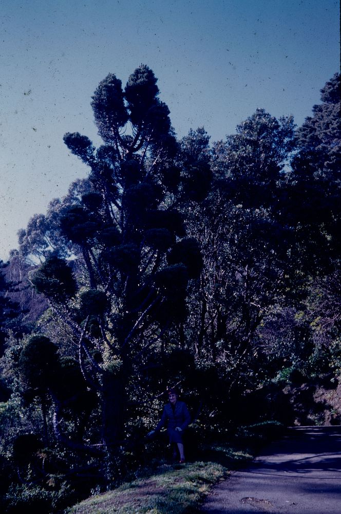 A curious tufted variety of the Norfolk Island Pine family .... (22 August 1960) by Leslie Adkin.