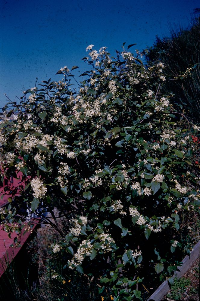 The lace-bark (Hoheria) in full bloom (02 April 1960) by Leslie Adkin.