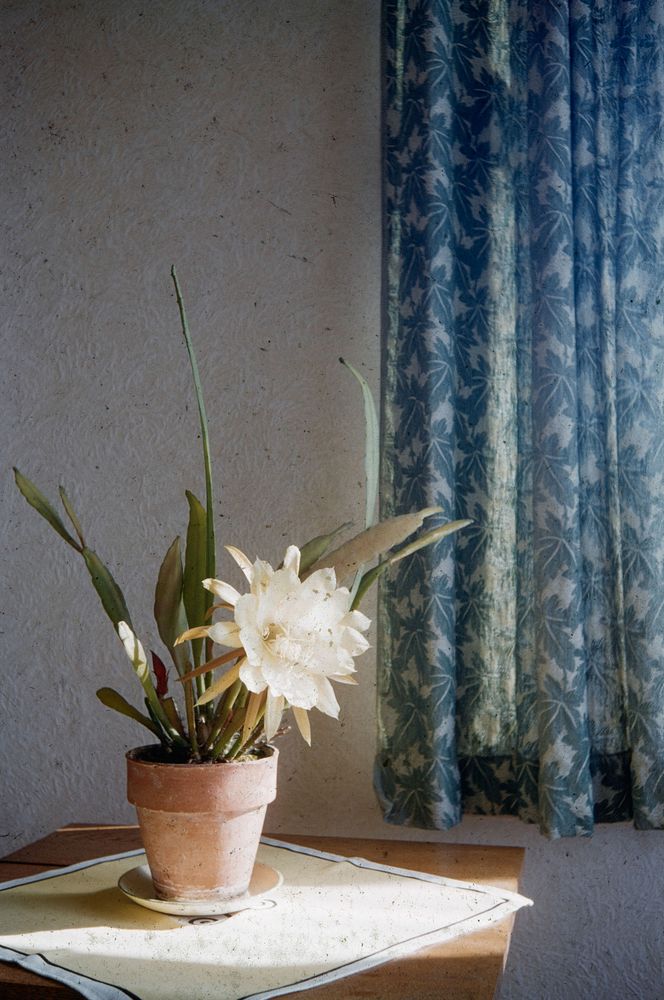 Cactus (Epiphyllum hybrid) in flower .... (28 November 1959) by Leslie Adkin.
