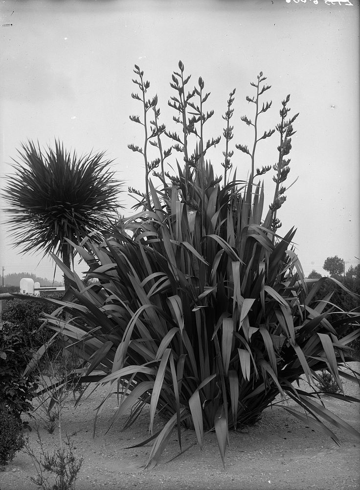 Phormium tenax - Liliaceae (1903) by James McDonald.