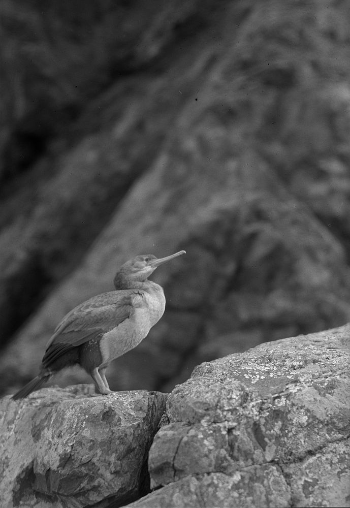 Grey shag resting, Makara Beach by J W Chapman Taylor.