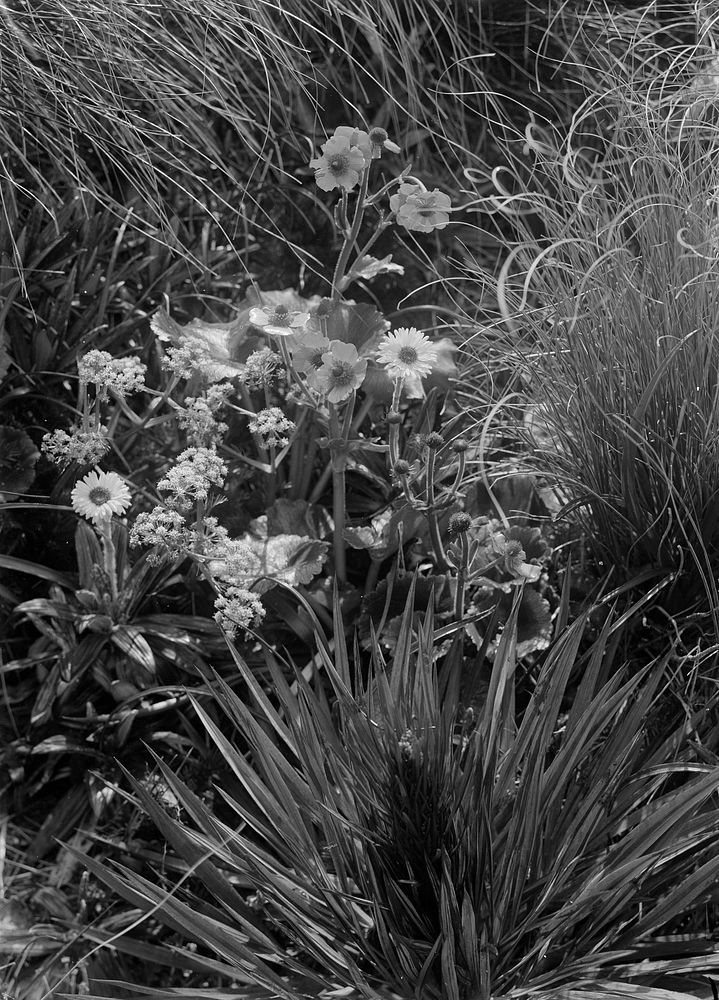 Ranunculus (circa 1910) by Fred Brockett.
