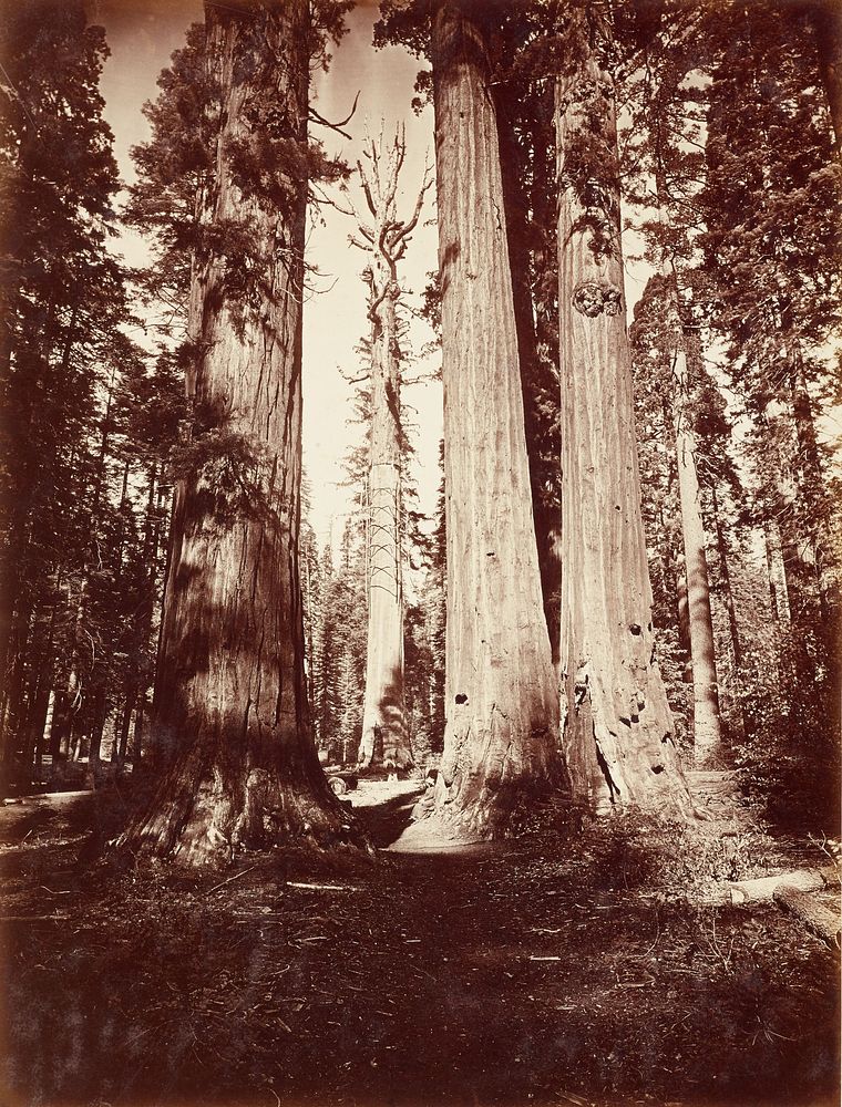Mother of the Forest, Calaveras Grove (1878-1881) by Carleton Watkins.