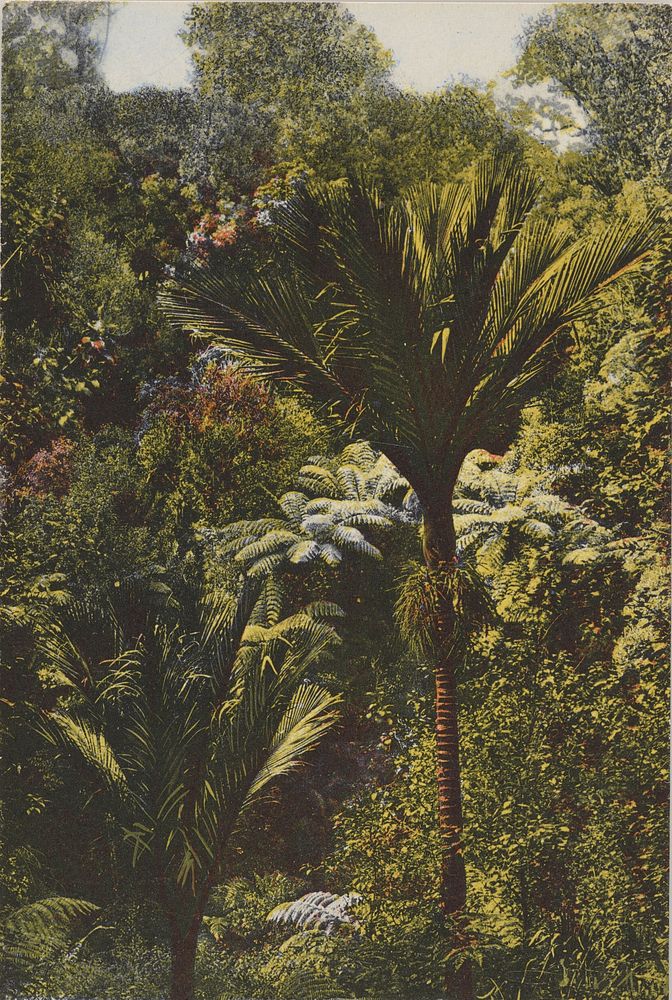 Nikau and Tree Ferns, New Zealand.