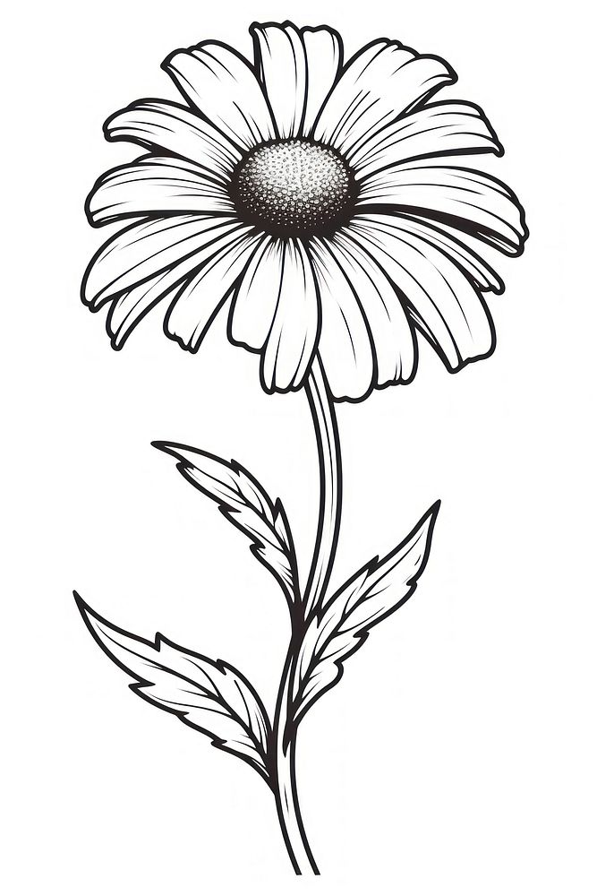 Flower dasiy sketch drawing plant. AI generated Image by rawpixel.