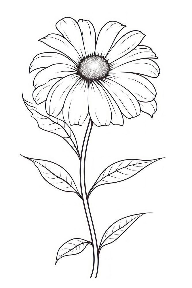 Flower dasiy sketch drawing plant. AI generated Image by rawpixel.