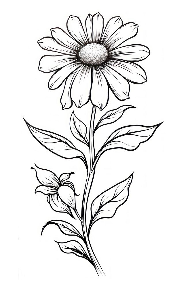 Flower dasiy sketch pattern drawing. AI generated Image by rawpixel.
