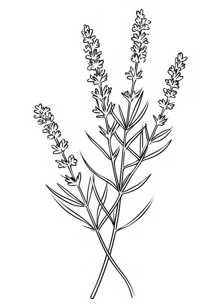 Lavender flower sketch drawing plant. AI generated Image by rawpixel.