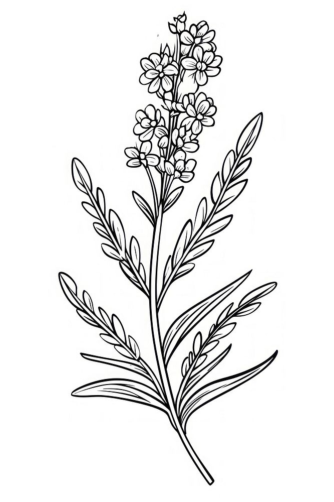 Lavender flower sketch drawing plant. AI generated Image by rawpixel.
