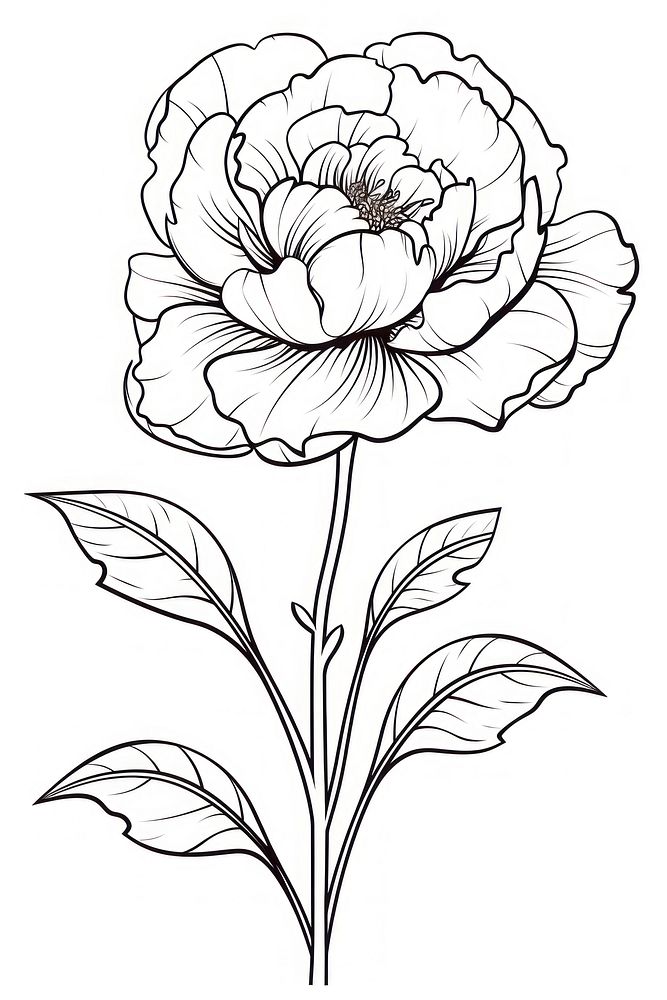 Peony sketch drawing white. AI generated Image by rawpixel.
