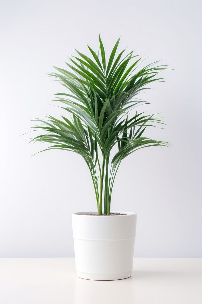 Plam plant in white pot leaf vase houseplant. AI generated Image by rawpixel.