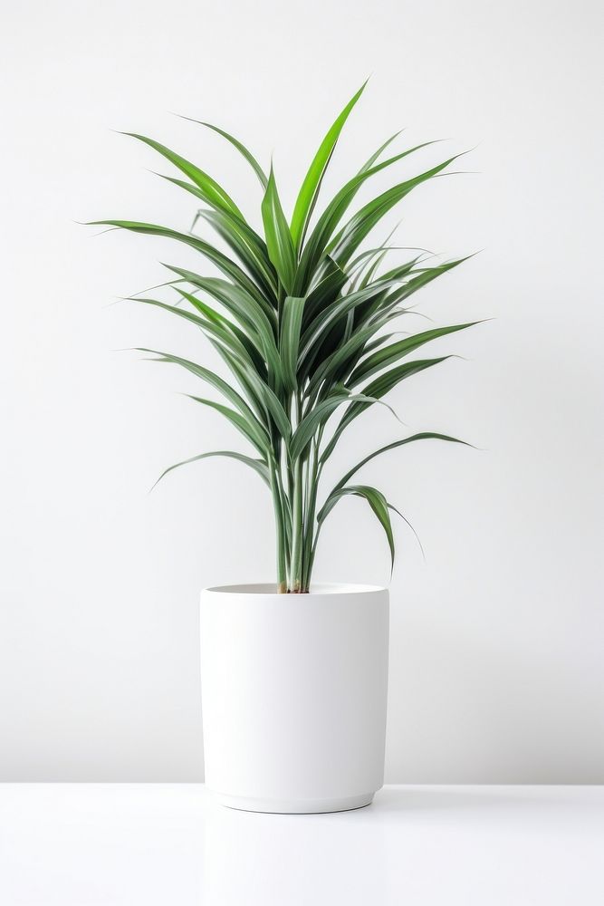 Plam plant in white pot leaf vase bromeliaceae. AI generated Image by rawpixel.