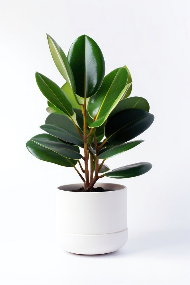 Rubber plant in white pot leaf houseplant freshness. AI generated Image by rawpixel.