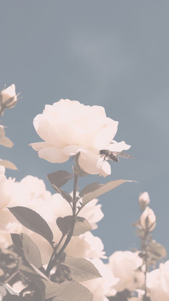 Bee and rose outdoors blossom flower. AI generated Image by rawpixel.