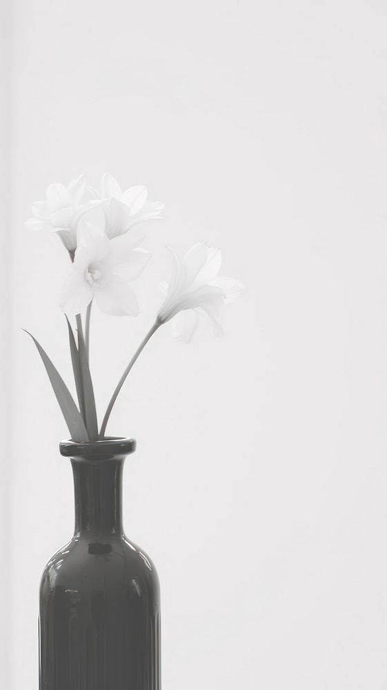 Flower in the vase white plant inflorescence. AI generated Image by rawpixel.