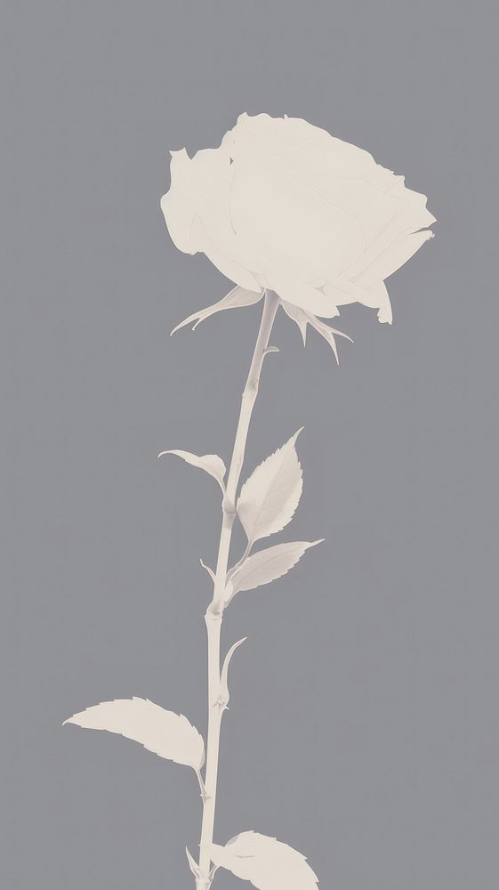 White rose flower sketch plant. AI generated Image by rawpixel.