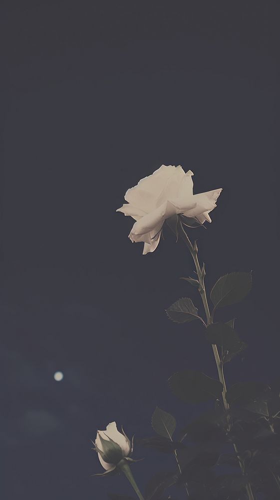 Rose and night sky outdoors nature flower. AI generated Image by rawpixel.