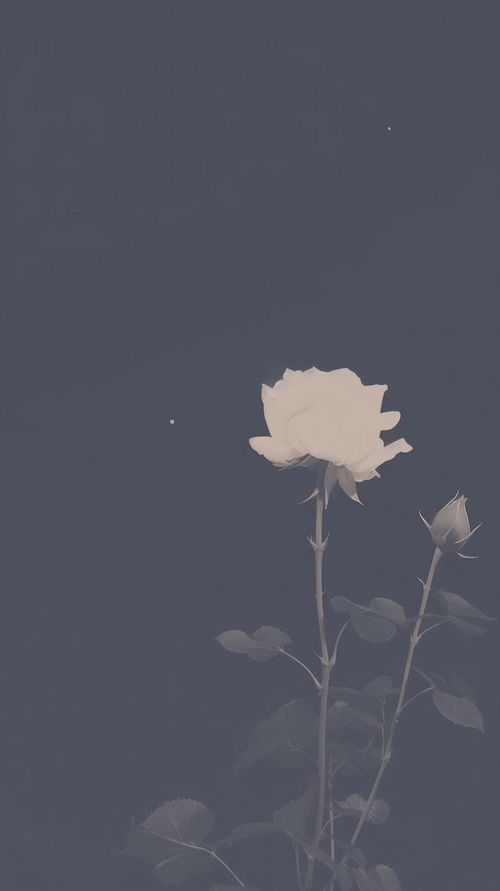 Night sky rose outdoors nature. AI generated Image by rawpixel.