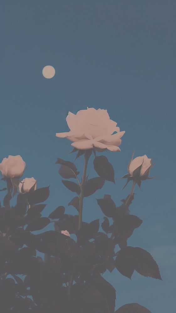 Night sky rose astronomy outdoors. AI generated Image by rawpixel.