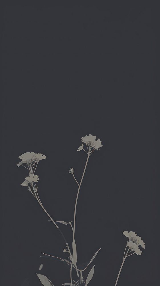 Wildflower plant black white. AI generated Image by rawpixel.
