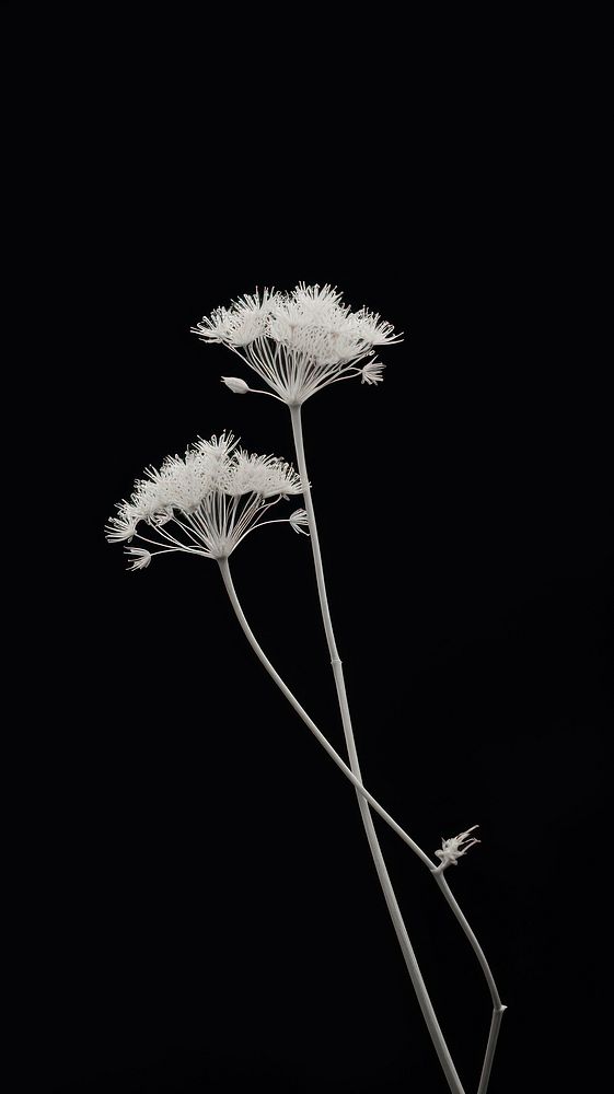Wildflower plant white black. 