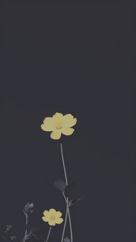 Yellow wildflower plant petal black. AI generated Image by rawpixel.