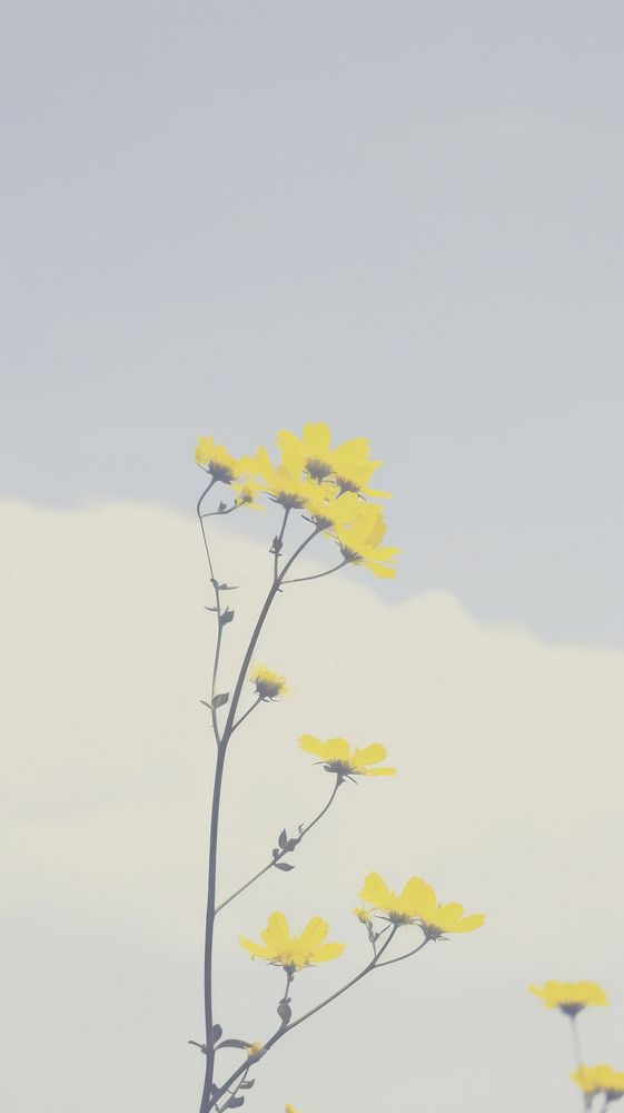 Yellow wildflower outdoors blossom nature. AI generated Image by rawpixel.