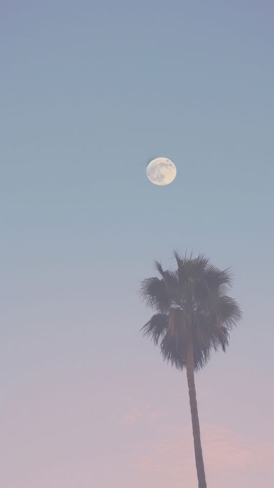 Palm tree moon astronomy outdoors. AI generated Image by rawpixel.