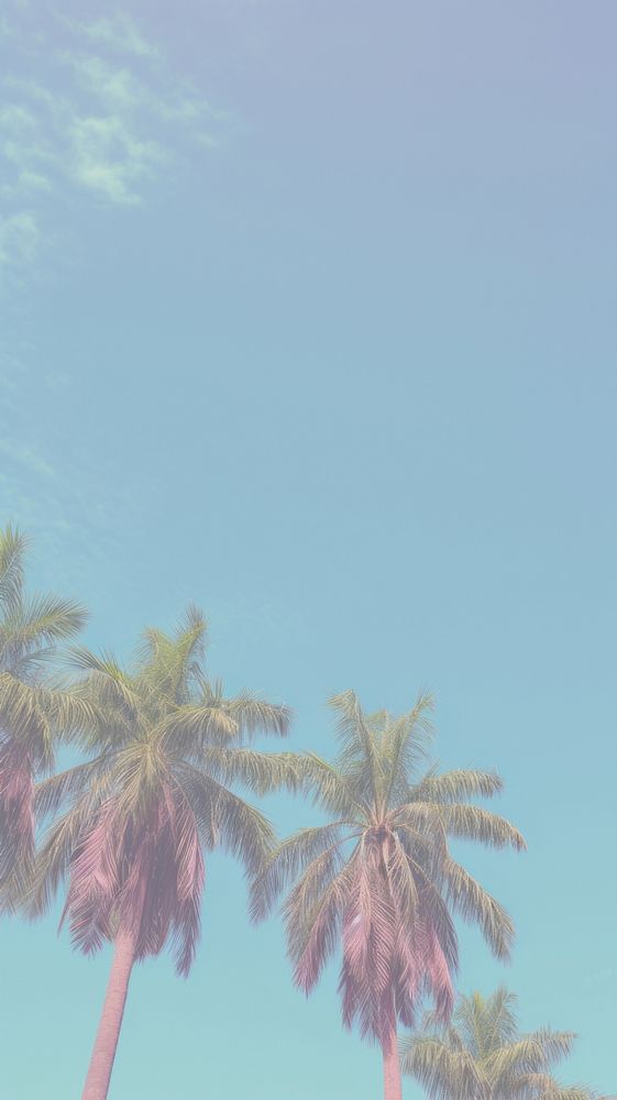 Palm tree outdoors nature summer. AI generated Image by rawpixel.