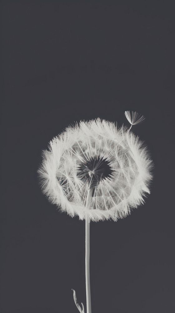 Dandelion flower plant white. AI generated Image by rawpixel.