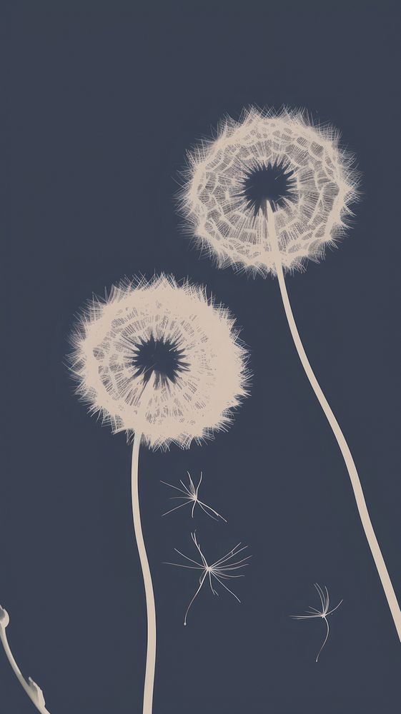 Dandelions flower plant inflorescence. AI generated Image by rawpixel.