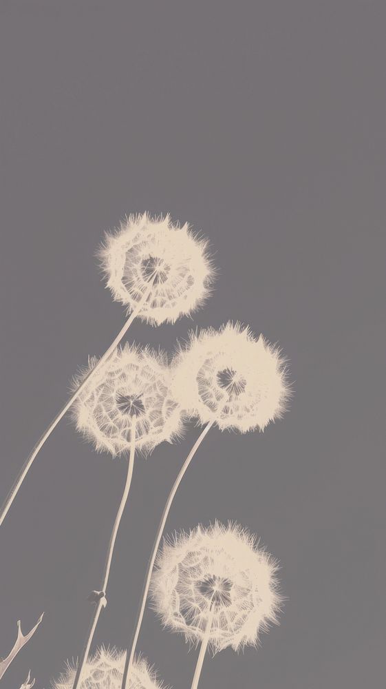 Dandelions flower plant white. AI generated Image by rawpixel.