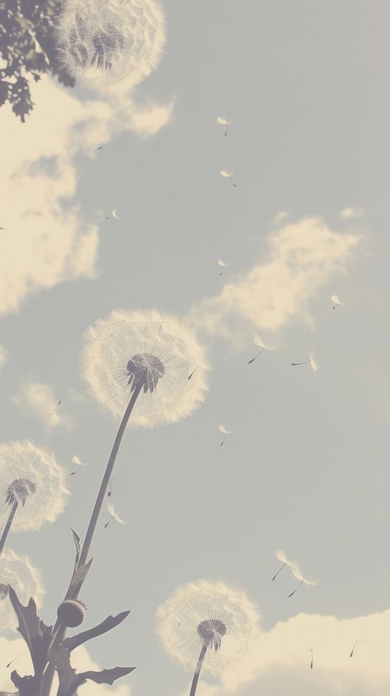Dandelions outdoors nature flower. AI generated Image by rawpixel.