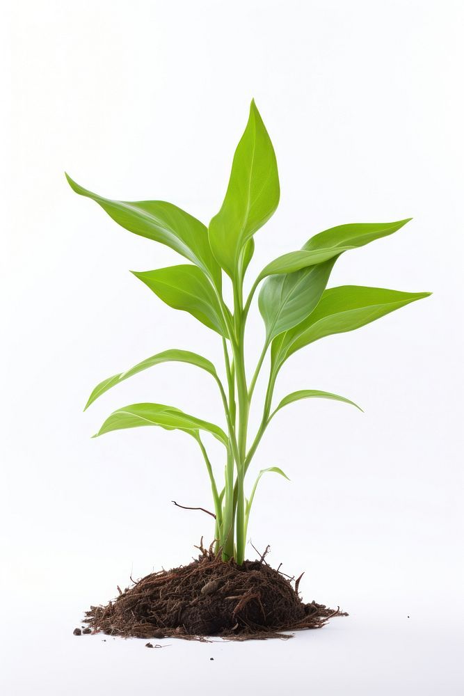 Lily sapling plant leaf soil. AI generated Image by rawpixel.