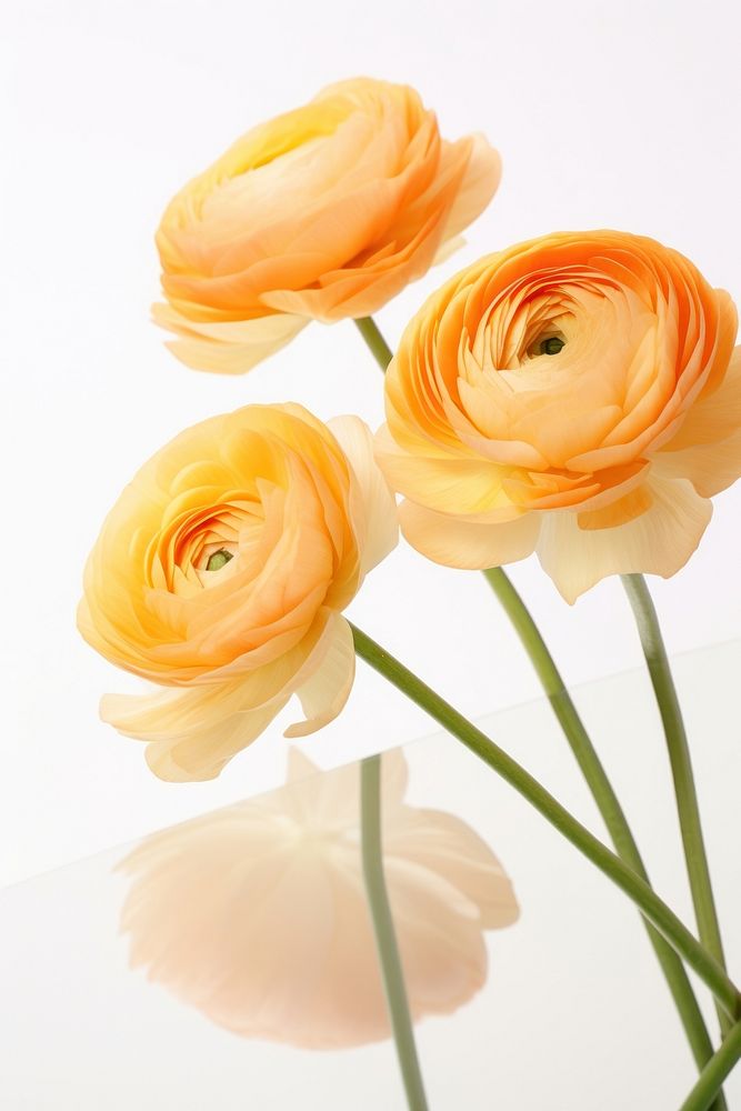 Ranunculus flower petal plant. AI generated Image by rawpixel.
